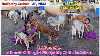 Nadipathy Cattle | 1 to 2 Feet Height | #miniature #trending #minicows #yt #youtube #sanatanadharma