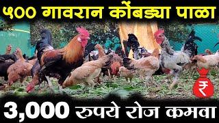 500 गावरान कोंबड्या पाळा, तीन हजार रुपये दररोज कमवा | Gavran Kombadi palan Mahiti | Maze Ran Shivar