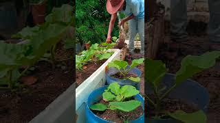manfaat kan ranting kayu#shorst #gardening #budidayatanaman #farming #fypyoutube