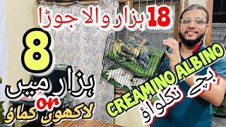 8 Hazar mai 18 hazar wala jora | Lakho Kamao | Creamino Albino Bachy Nikalwao