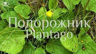 Подорожник. Plantago