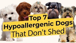 Top 7 Low Energy Hypoallergenic Dogs That Don’t Shed 