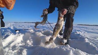 Рыбалка на налима на секретную снасть. Ловлю по несколько налимов. Fishing