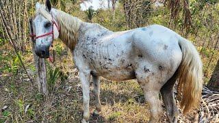 A BRIGA ENTRE OS CAVALOS TERMINOU MAL