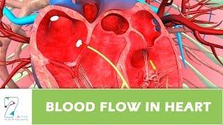 Blood Flow In Heart