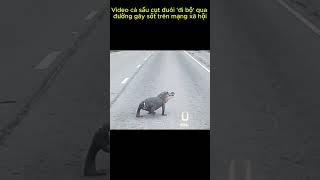 Video cá sấu cụt đuôi 'đi bộ' qua đường gây sốt trên mạng xã hội #tintuc #tindongtroi