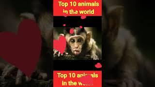 Top ten 10 animals in the world | #shorts #shortsviral #shortsfeed #top10 #top10animals