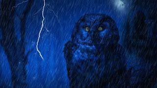 Rain in the woods.The sound of heavy rain, thunderstorms, owl sounds, night birds. Sleep sounds.