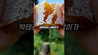 3,500년 된 꿀 먹을 수 있을까?