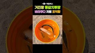 바라쿠다처럼 위험한 바다의 늑대 니들피쉬,고성 거진항 거진해변 자산천 동해바다투망, 바늘고기,바늘치,동갈치투망낚시,castnet,fishing,playpesca,needlefish