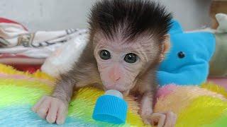 Lily the adorable baby monkey with a white face