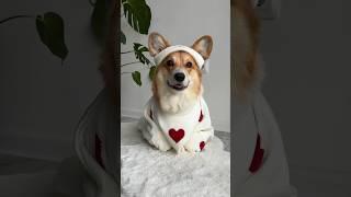 Happy Valentine’s Day #corgi