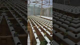 # Lettuce Unveil the Benefits: A Leafy Green Worth Growing"