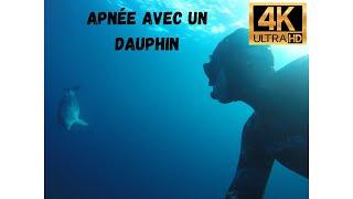 Apnée avec un Dauphin