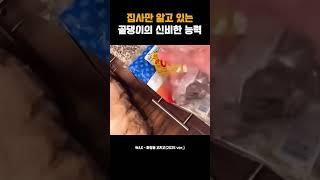 집사만 알고있는 골댕이의 신비한 능력
