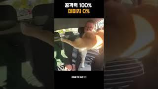 공격력 만렙 데미지 없음