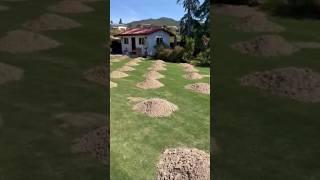 Lawn leveling before and after - how long does it take to recover?