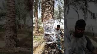 عملية الترقيد الهوائي للنخيل