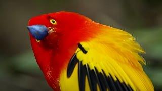 The Bowerbird's Grand Performance! | Life Story | BBC Earth