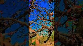 #song #music #dance #lovesong #trending #comedy #dancemoves #funny #love #cover #shorts#trending
