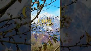 Unknown beauty “Autumn Cherry”｜JNTO