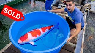 MONSTER Koi Worth $10,000 Dollars