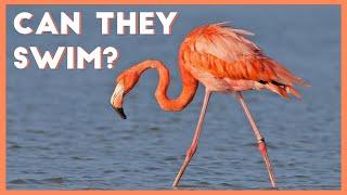 6 cool facts about flamingos