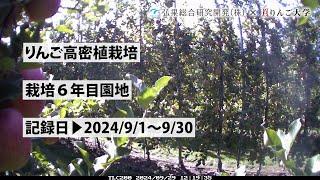 タイムラプス　2024年９月1日～９月30日　りんご高密植栽培　栽培6年目園地　定点観測【弘果総合研究開発株式会社】