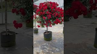 Beautiful red rose flowers tree (2/5)