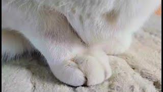 겨울이 시작된 유기견보호소 월동준비~ #울산미미보호소 #울산유기견보호소 #미미의행복한보호소 #유기견보휴소 #유기견 #유기묘