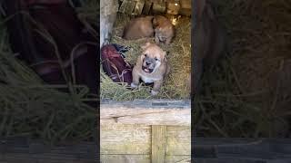 dogsocute   # Dogsocute # #animals #horse #animalscrossingfountain