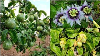 CUIDADOS COM O PLANTIO DE MARACUJÁ/nova irrigação/como polinizar as flores para uma grande produção