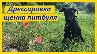 299. Начальная дрессировка щенка питбуля / Состояние собаки / Рядом, Сидеть, Лежать, Стоять, Тач