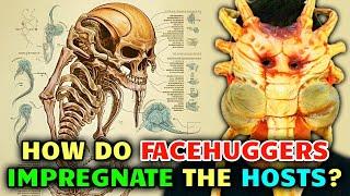 Facehuggers Anatomy – How Facehuggers Impregnate Hosts But Also Keep Them Alive?