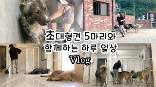 초대형견 오브차카 5마리 | 전생에 나라를 구한 백수들과의 하루,,