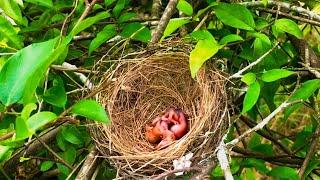 Parent Birds Rescue Babies From Ants Attack! (2) – Ant Attack Baby Bulbul (Bird Watching Ep22)