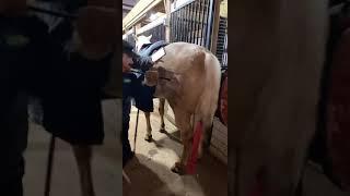 Freeze Branding Palomino Mare