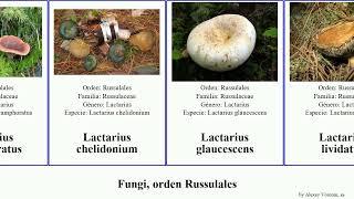 Fungi, orden Russulales lactarius heterobasidion peniophora var fungus integra occidentale modesta