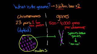 What is Genomics?