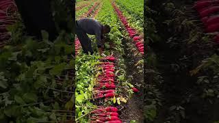 #shorts #agritools #farming2024 #agriculture  #JIKreactionagritools in farming 2024