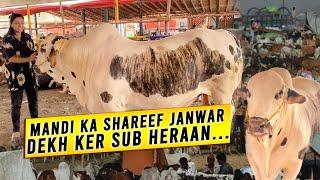 Discover the Finest Livestock at Lahore Cattle Market | Maweshi Mandi Most Noble Animals!