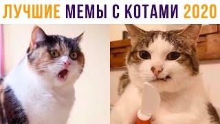 Приколы с котами. ЛУЧШЕЕ ЗА 2020 ГОД | Мемозг #470