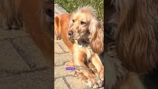 Пси винюхали в машинах наркотики