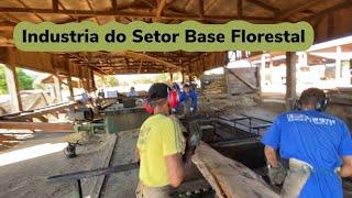 Serraria no Mato Grosso, Serraria no Brasil, Setor de Base Florestal