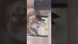 고양이가 배 만지는 걸 싫어하는 이유 #고양이 #냥춘기 #고양이일상