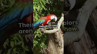 Fascinating Facts About Parrots You’ll Love!  #Shorts