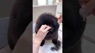 BLACK COAT POMERANIAN SURPRISING TRANSFORMATION  #puppy #grooming #shorts