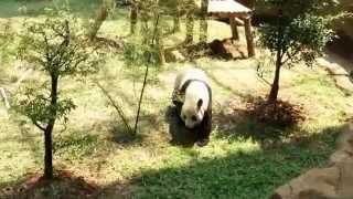 First Sighting of Xing Xing the Busy Panda @ Zoo Negara Malaysia