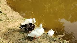 পাতি হা৺স , শান্তিনিকেতন, Duck , Srijani Shilpagram Shantiniketan Bolpur