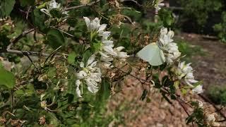 Sulphurs at The Nectar Bar